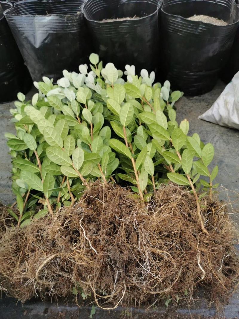 青香果苗批发基地直销优质种苗百利特色农业