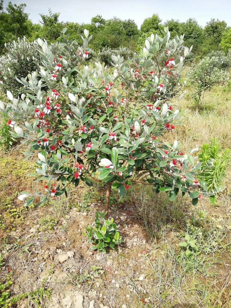 青香果苗批发基地直销优质种苗百利特色农业