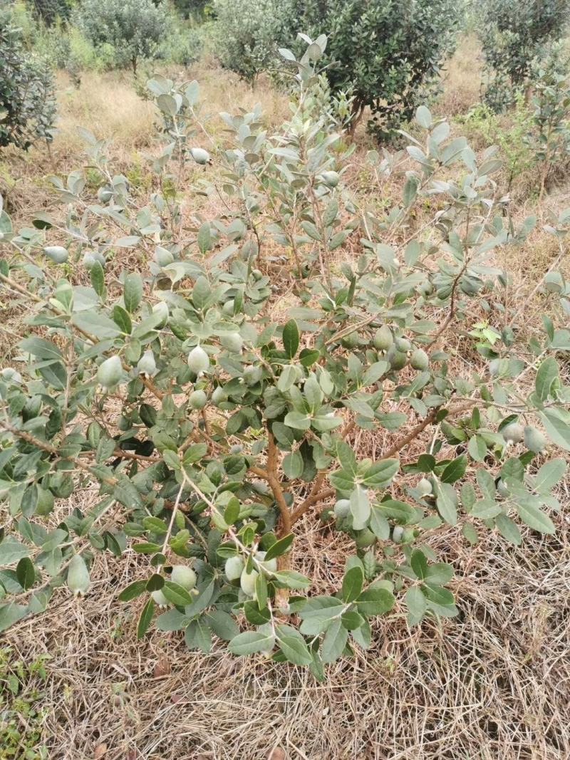 青香果苗批发基地直销优质种苗百利特色农业