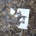 冰岛南迫古树普洱生茶饼，357克/饼