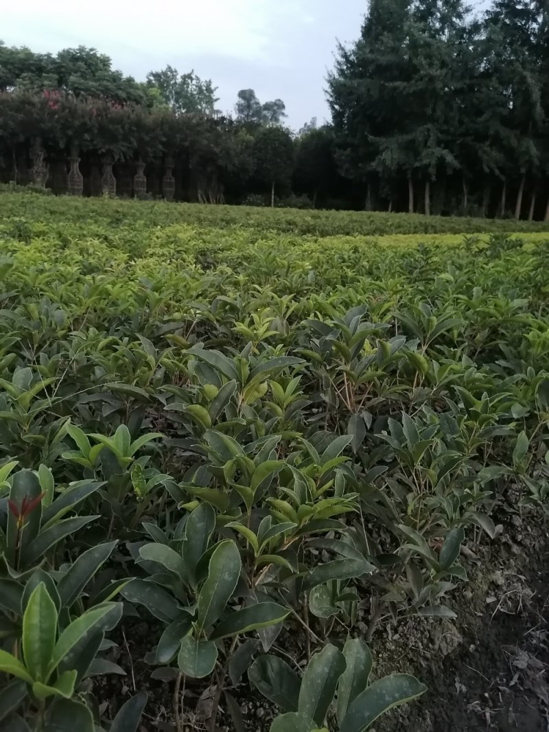 精品四季桂花地苗，四季桂基地
