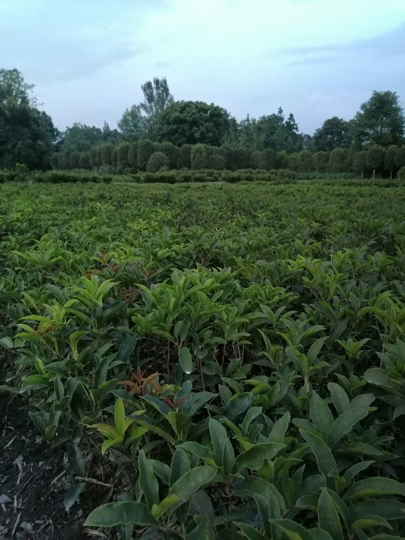 精品四季桂花地苗，四季桂基地