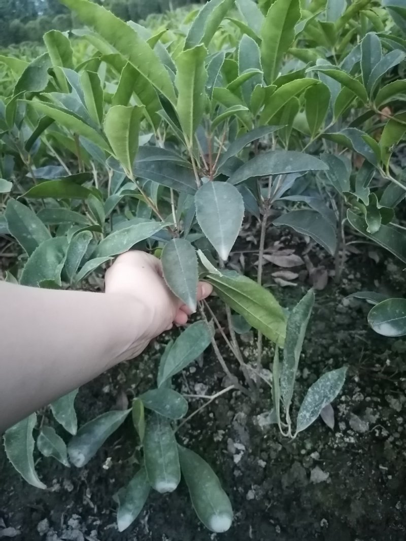 精品四季桂花地苗，四季桂基地