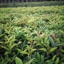 精品四季桂花地苗，四季桂基地