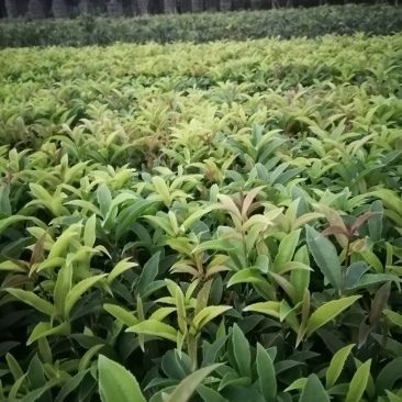 精品四季桂花地苗，四季桂基地
