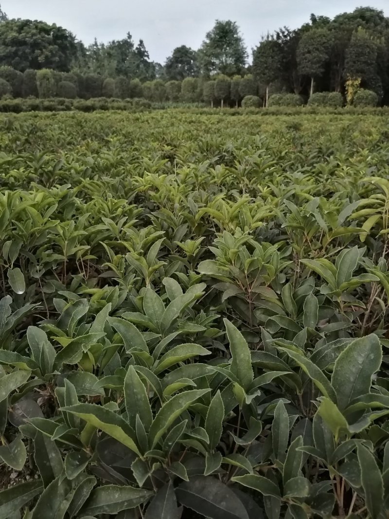 精品四季桂花地苗，四季桂基地