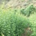 大量出售优质青梅苗，可以批发，包邮，欢迎订购咨询