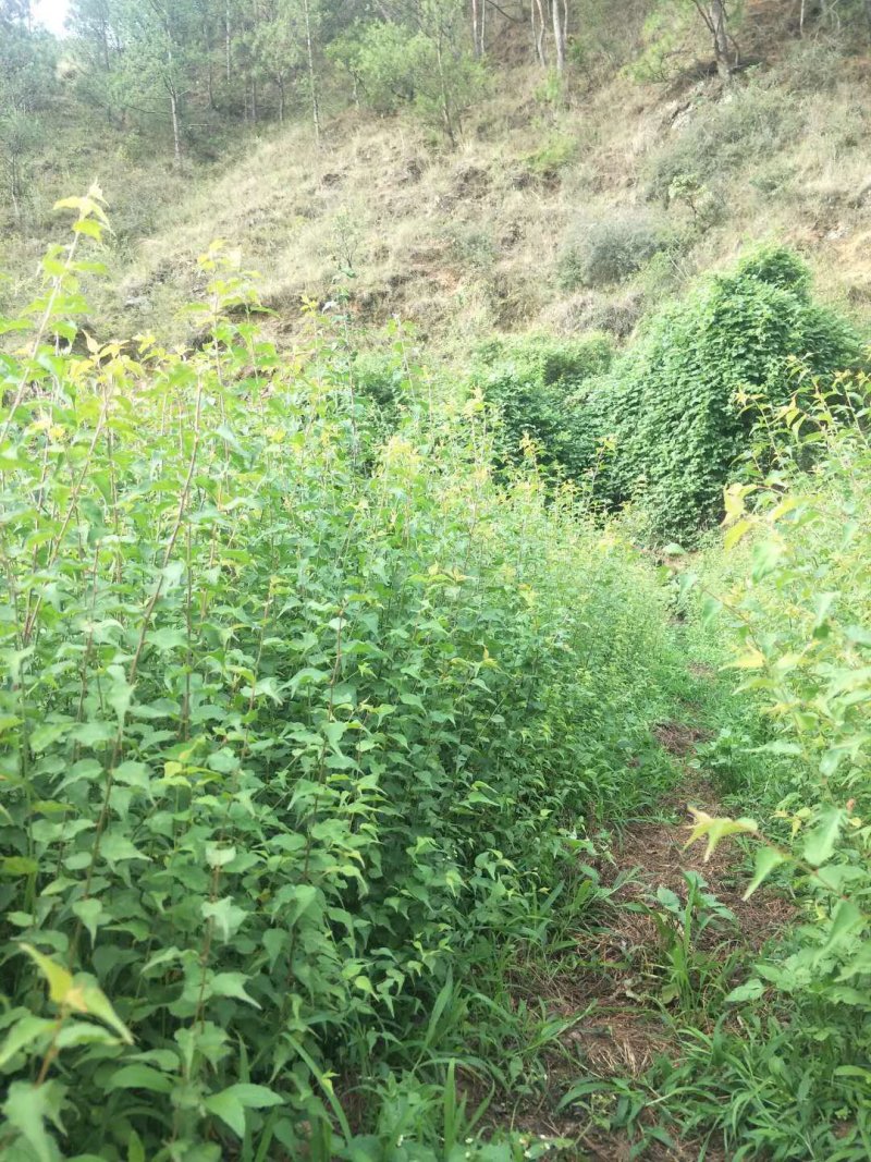 大量出售优质青梅苗，可以批发，包邮，欢迎订购咨询