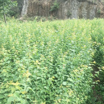 大量出售优质青梅苗，可以批发，包邮，欢迎订购咨询