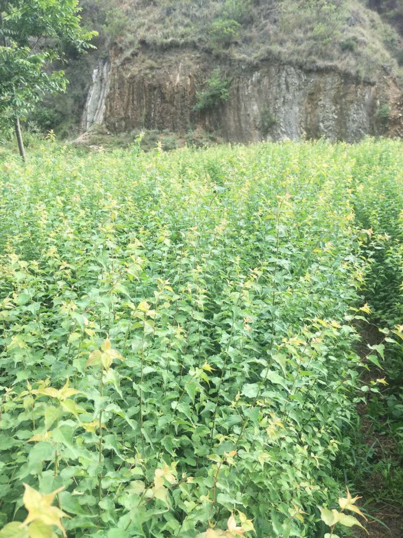 大量出售优质青梅苗，可以批发，包邮，欢迎订购咨询