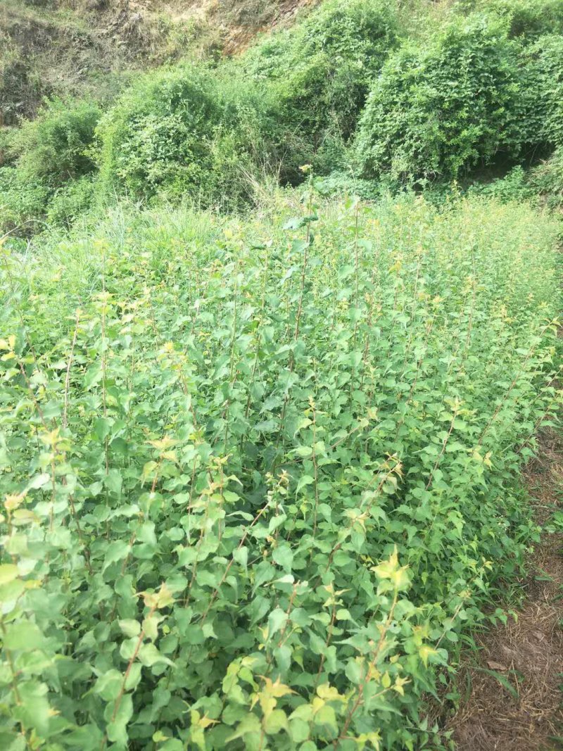 大量出售优质青梅苗，可以批发，包邮，欢迎订购咨询