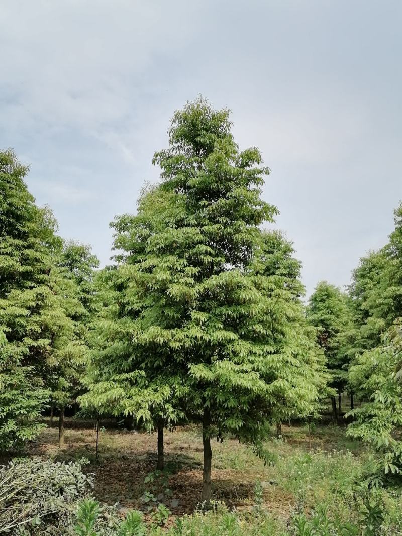 小叶桢楠，精品小叶桢楠，规格多，价格面议