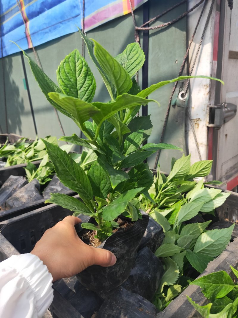 绣球大盆，小盆规格型号颜色齐全