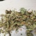 青桑叶！霜桑叶！产地直销