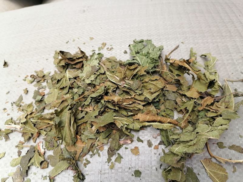 青桑叶！霜桑叶！产地直销