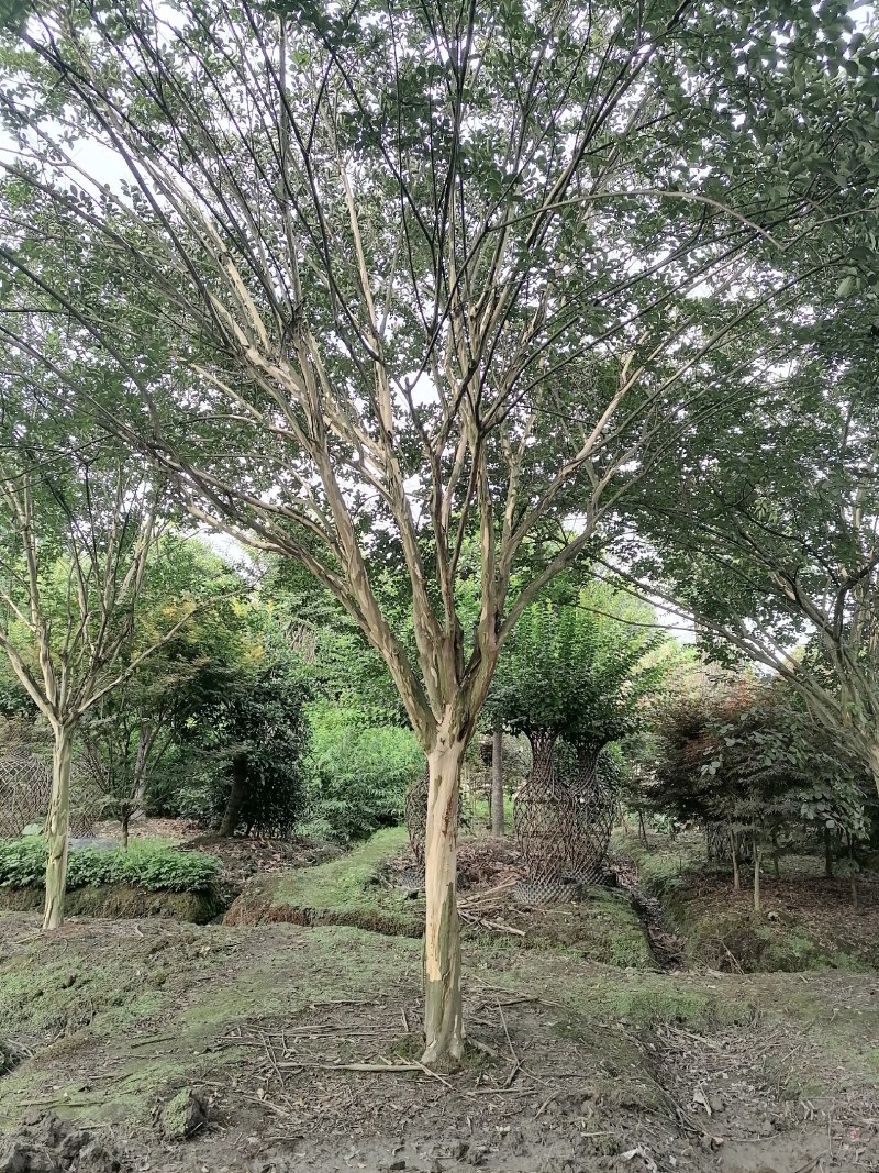 独杆紫薇大红10-18公分