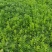 山东潍坊薰衣草基地薰衣草花海薰衣草庄园