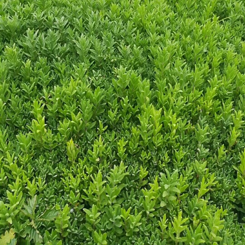 山东潍坊薰衣草基地薰衣草花海薰衣草庄园