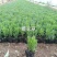山东潍坊薰衣草基地薰衣草花海薰衣草庄园