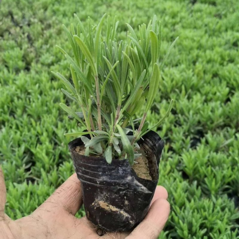 山东潍坊薰衣草基地薰衣草花海薰衣草庄园