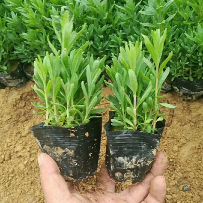 山东潍坊薰衣草基地薰衣草花海薰衣草庄园