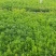 山东潍坊薰衣草基地薰衣草花海薰衣草庄园