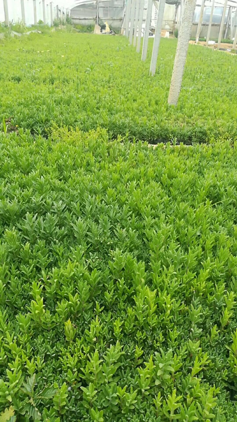 山东潍坊薰衣草基地薰衣草花海薰衣草庄园