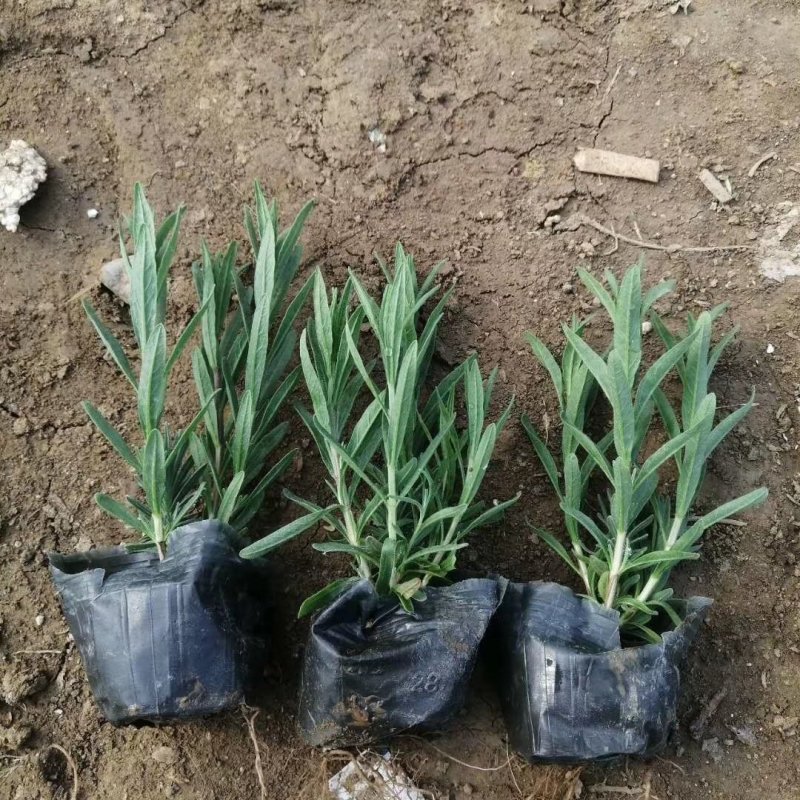 山东潍坊薰衣草基地薰衣草花海薰衣草庄园