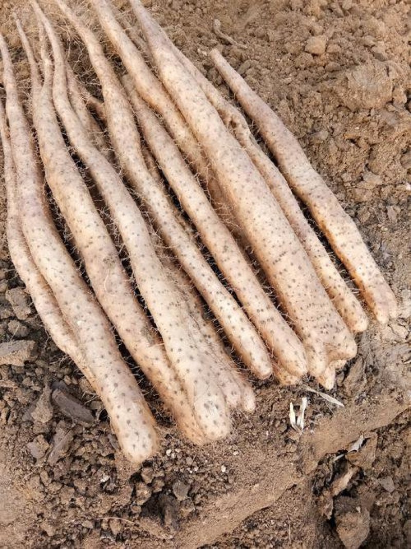白玉山药，日供货量达到5-10万斤，价格优惠，欢迎选购