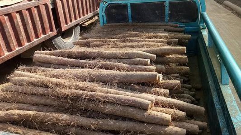 白玉山药，日供货量达到5-10万斤，价格优惠，欢迎选购
