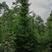 水杉，米径10-15公分水杉，水杉基地直销，价格面议