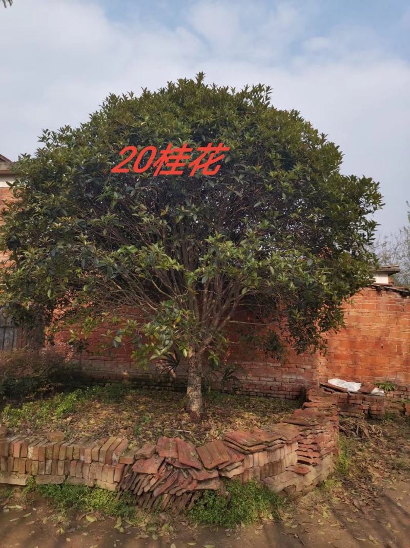 河南南阳精品桂花，3到25公分，产地一手货源，包成活率。