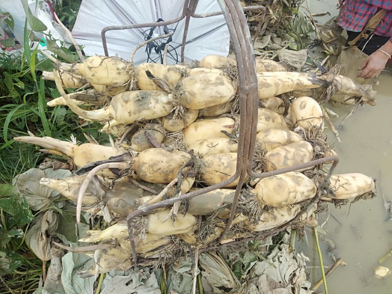 广西博白精品莲藕，粉藕，产地直销，价格便宜，一手货源