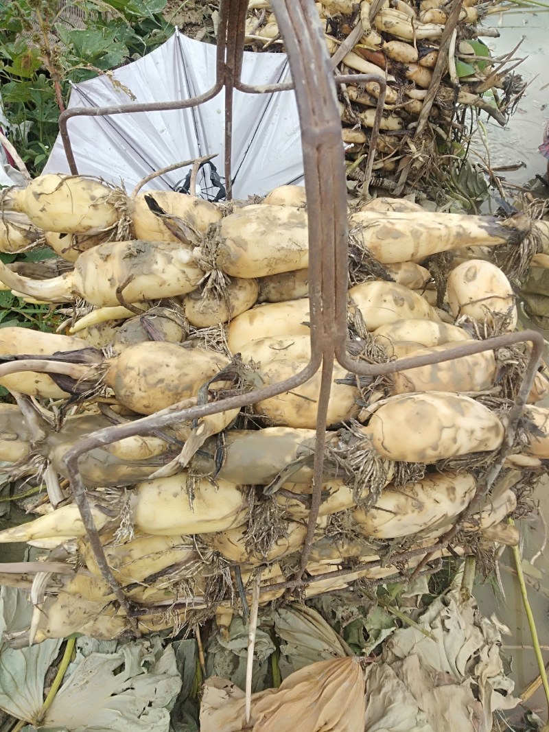 广西博白精品莲藕，粉藕，产地直销，价格便宜，一手货源