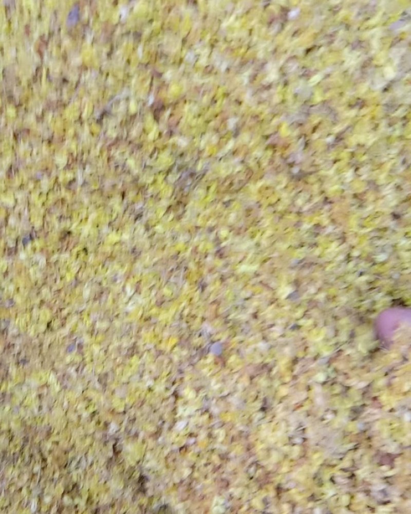 金桂花，桂花，干桂花常年批发供应各种规格药食同源