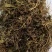 野生中药材带根一支箭500克包邮蛇须草蛇咬子