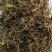 野生中药材带根一支箭500克包邮蛇须草蛇咬子