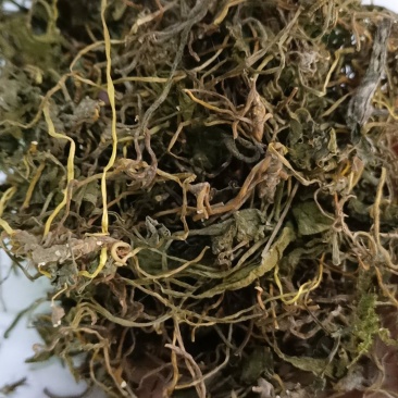 野生中药材带根一支箭500克包邮蛇须草蛇咬子