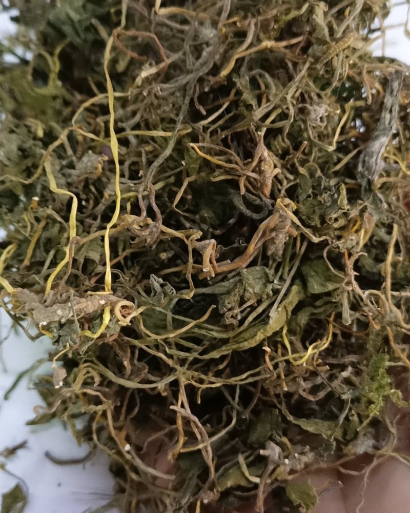 野生中药材带根一支箭500克包邮蛇须草蛇咬子