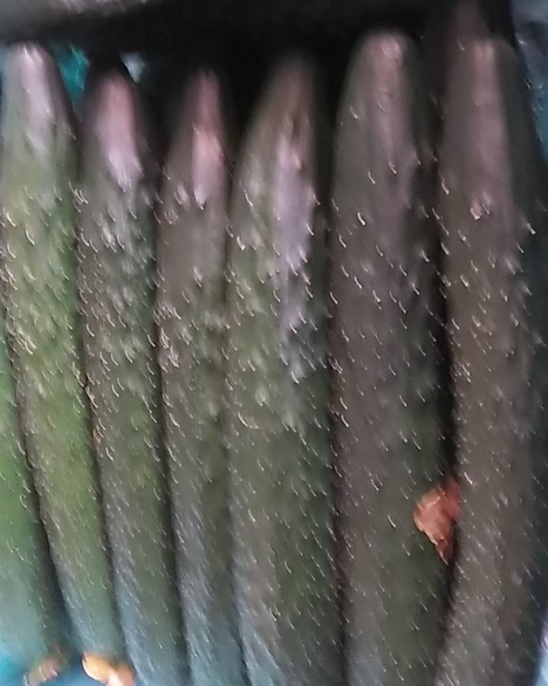 黄瓜