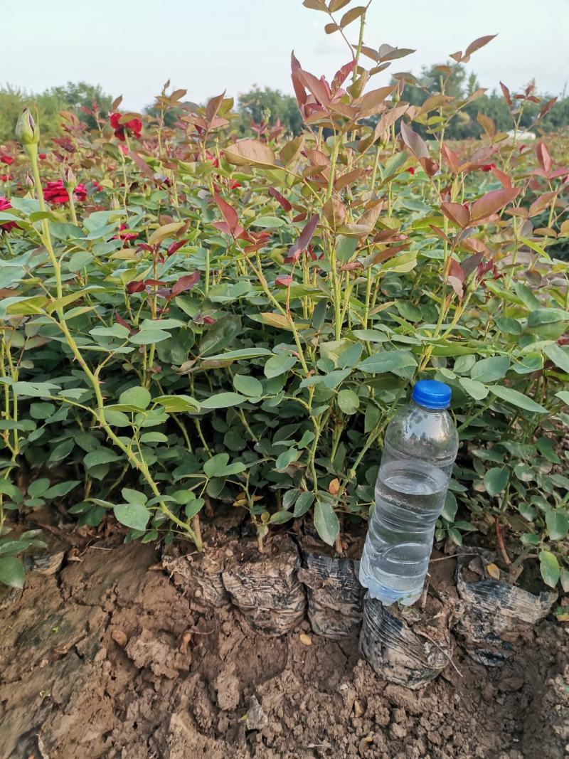品种月季50~60cm基地直销四季开花营养杯发货