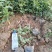 品种月季50~60cm基地直销四季开花营养杯发货