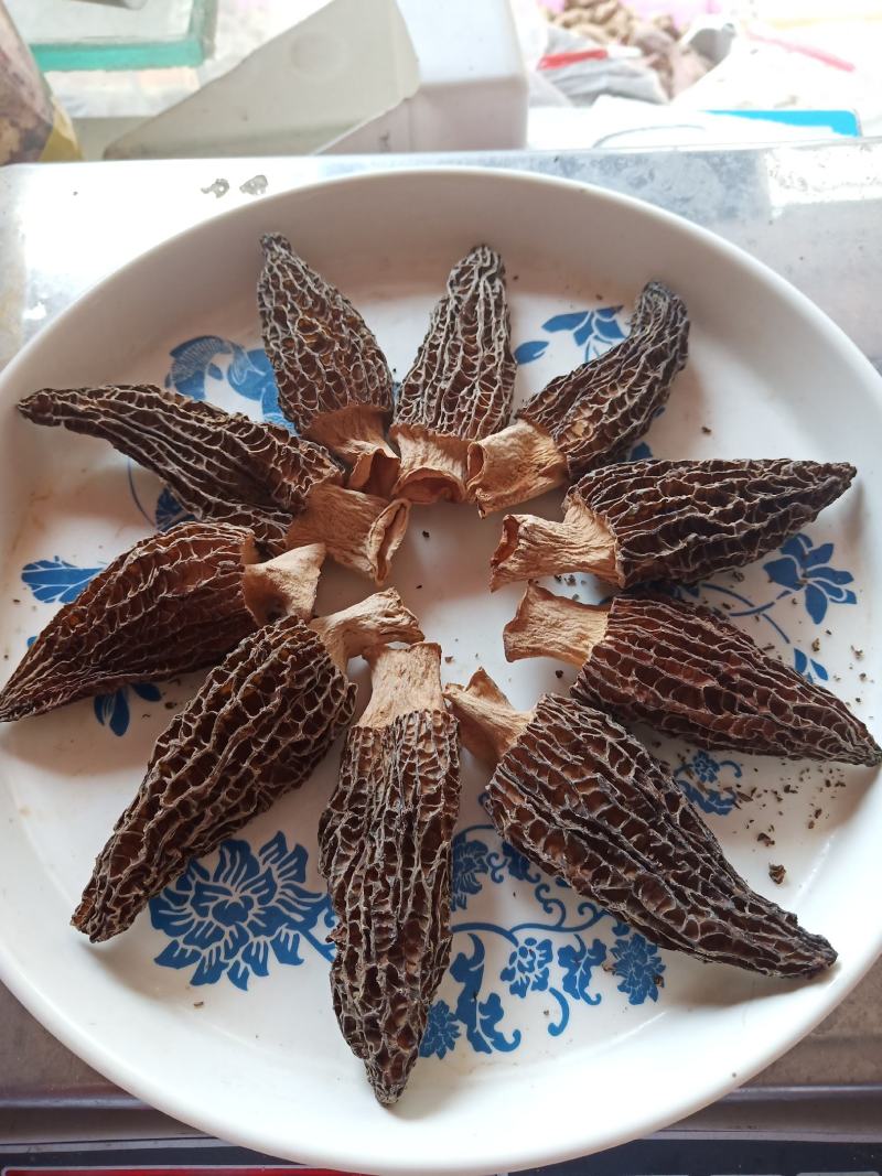 特级羊肚菌，剪脚羊肚菌