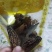 特级羊肚菌，剪脚羊肚菌
