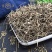 白花蛇舌草江西白花舌草正品无硫质量保证