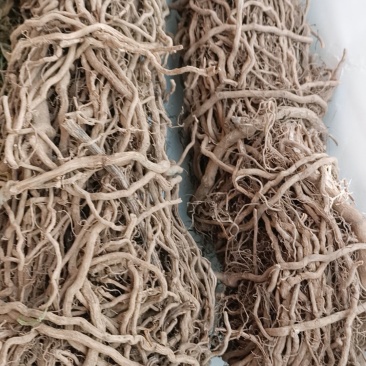 中药材通城虎根定心草根五虎通城根血蒌根中草药