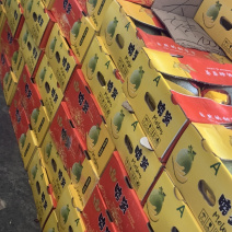 哈密瓜，新疆哈密瓜，晓蜜瓜，质优价廉，货源稳定，