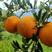 秭归【夏橙】挂树鲜果，产地一手货源品质保证