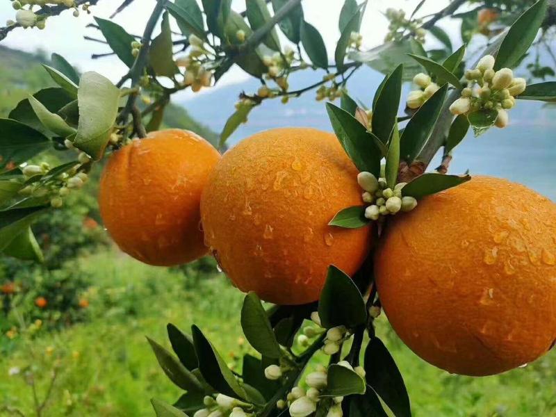 秭归【夏橙】挂树鲜果，产地一手货源品质保证