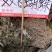 三十六荡中药材新货三十六荡娃儿藤双飞蝴蝶白龙须